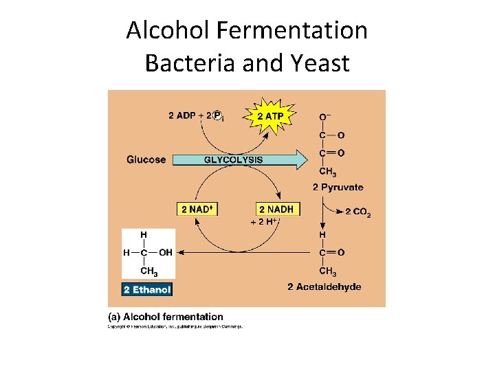 Alcohol Fermentation Bacteria and Yeast 