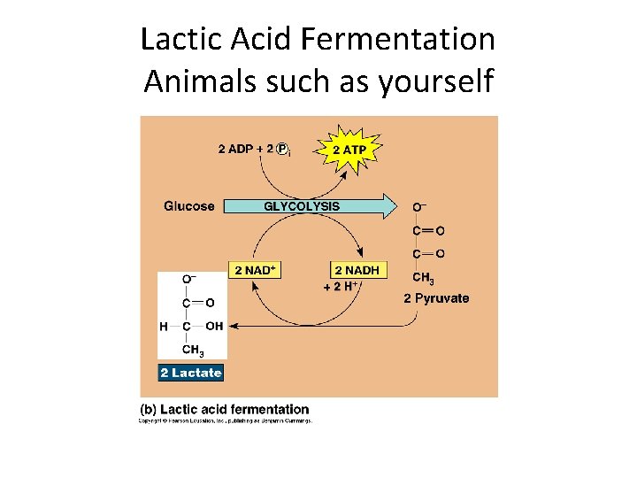 Lactic Acid Fermentation Animals such as yourself 