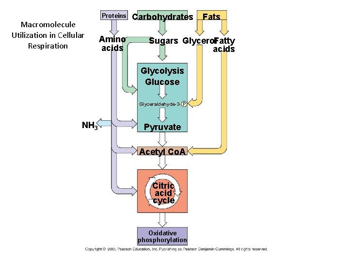 Macromolecule Utilization in Cellular Respiration Proteins Amino acids Carbohydrates Sugars Glycerol. Fatty acids Glycolysis