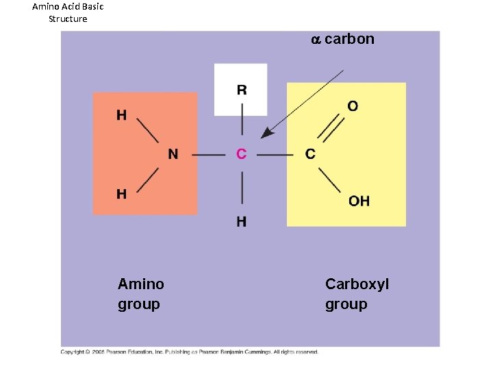 Amino Acid Basic Structure a carbon Amino group Carboxyl group 