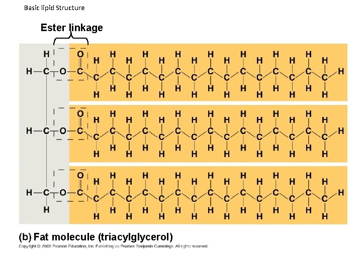 Basic lipid Structure Ester linkage Fat molecule (triacylglycerol) 