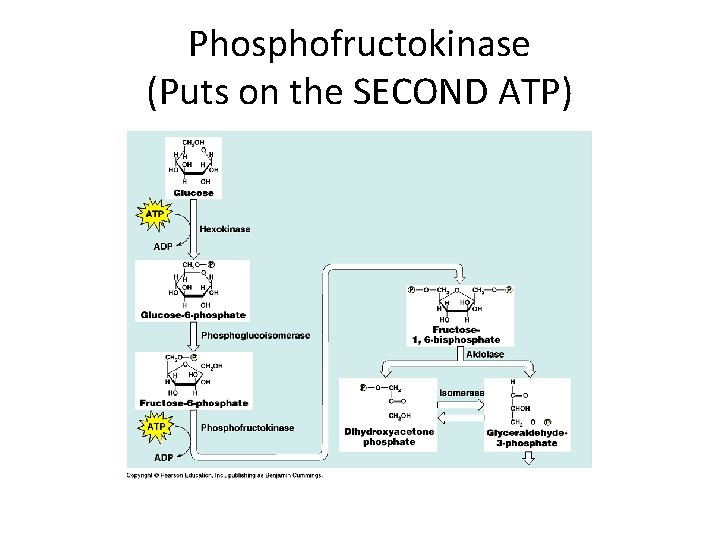 Phosphofructokinase (Puts on the SECOND ATP) 
