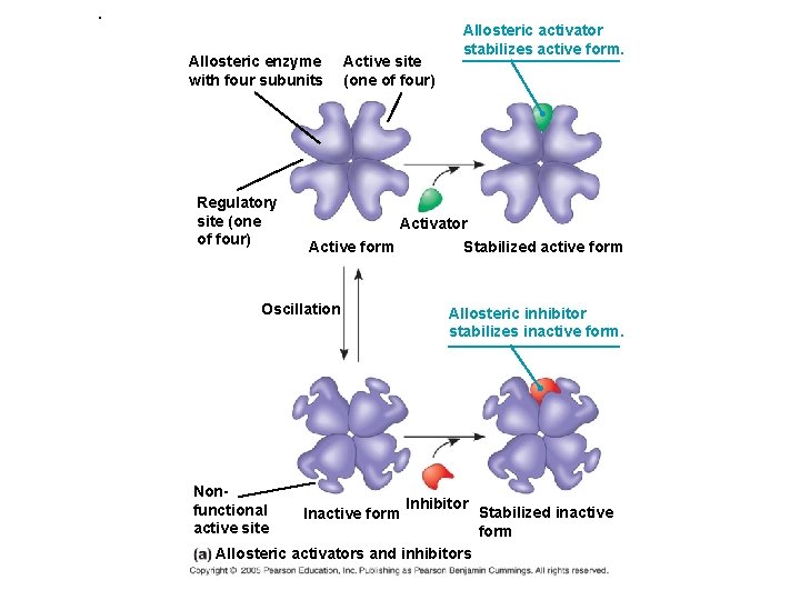 . Allosteric enzyme with four subunits Regulatory site (one of four) Active site (one