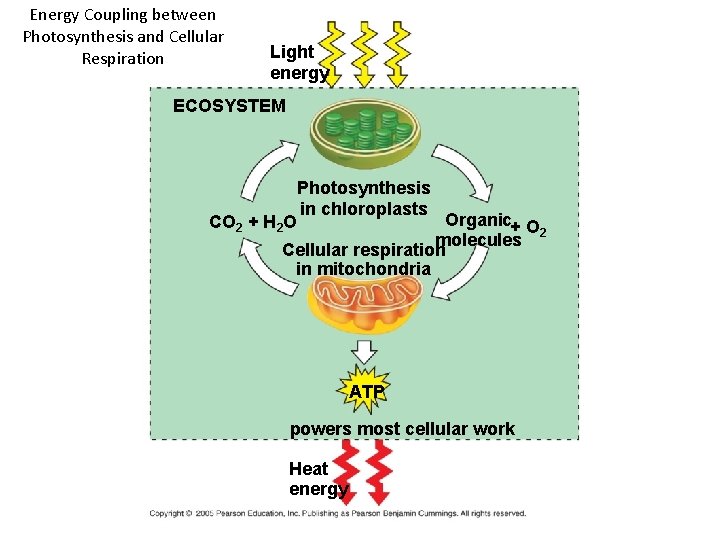 Energy Coupling between Photosynthesis and Cellular Respiration Light energy ECOSYSTEM Photosynthesis in chloroplasts Organic+