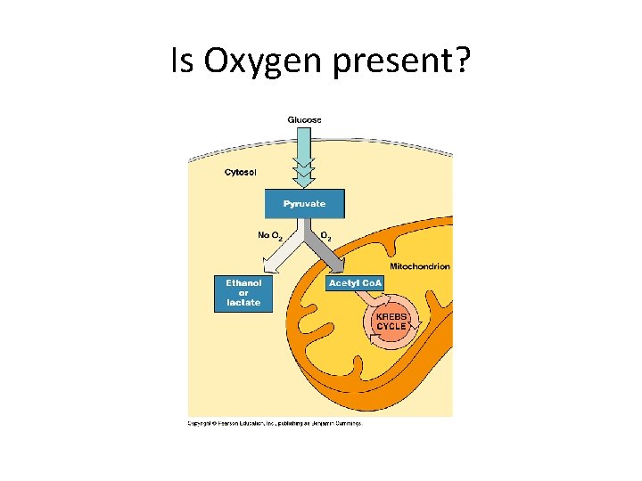 Is Oxygen present? 