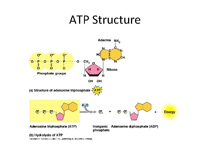 ATP Structure 