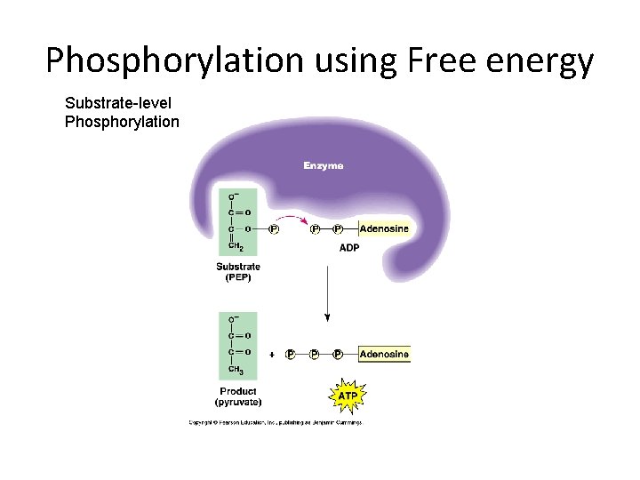 Phosphorylation using Free energy Substrate-level Phosphorylation 