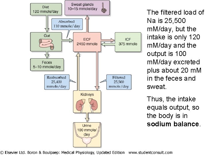 The filtered load of Na is 25, 500 m. M/day, but the intake is