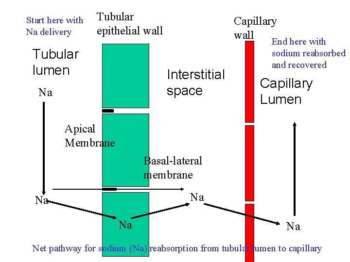 Start here with Na delivery Tubular epithelial wall Tubular lumen Capillary wall Interstitial space