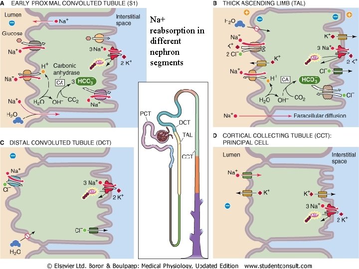 Na+ reabsorption in different nephron segments 