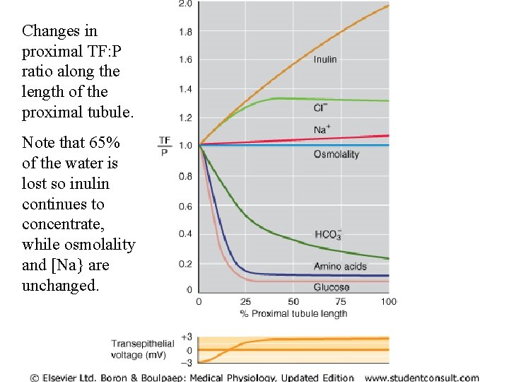 Changes in proximal TF: P ratio along the length of the proximal tubule. Note