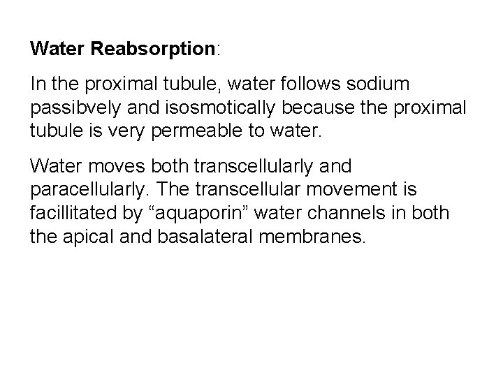 Water Reabsorption: In the proximal tubule, water follows sodium passibvely and isosmotically because the