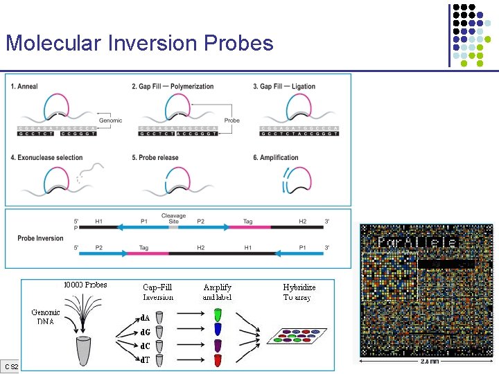 Molecular Inversion Probes CS 273 a Lecture 9, Aut 08, Batzoglou 