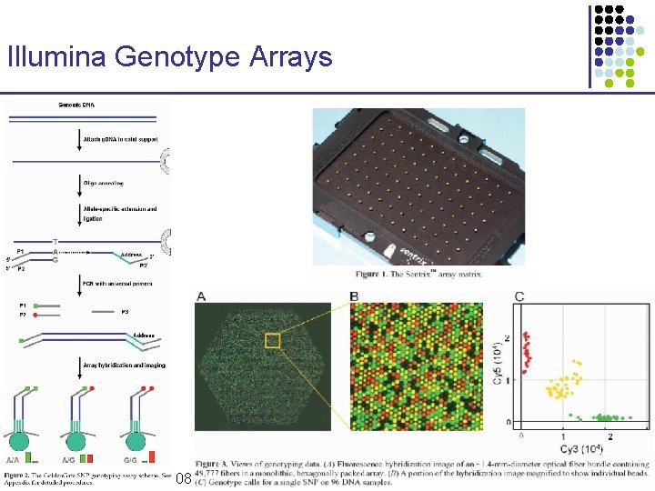 Illumina Genotype Arrays CS 273 a Lecture 9, Fall 2008 CS 273 a Lecture