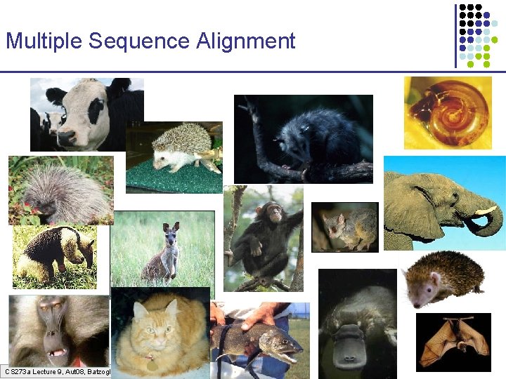 Multiple Sequence Alignment CS 273 a Lecture 9, Aut 08, Batzoglou 