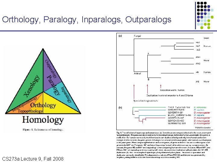 Orthology, Paralogy, Inparalogs, Outparalogs CS 273 a Lecture 9, Fall 2008 CS 273 a