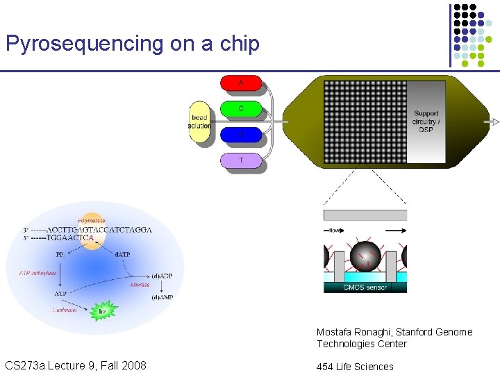 Pyrosequencing on a chip Mostafa Ronaghi, Stanford Genome Technologies Center CS 273 a Lecture