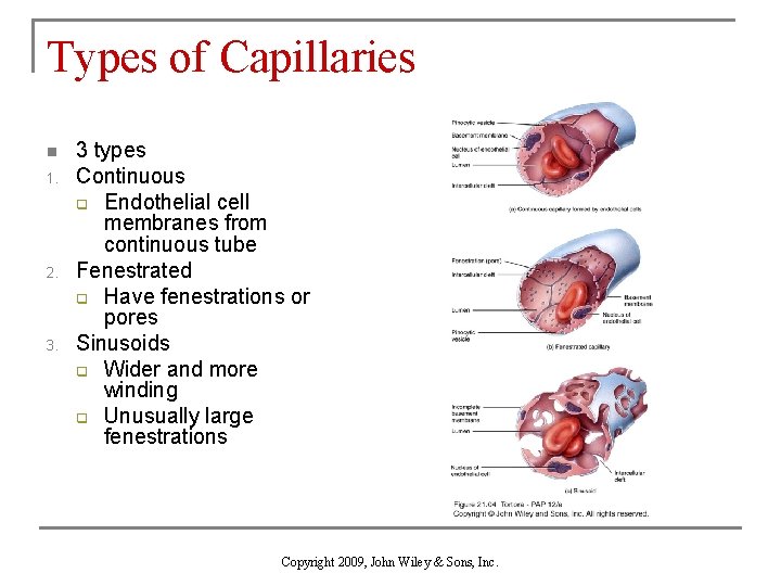 Types of Capillaries n 1. 2. 3 types Continuous q Endothelial cell membranes from