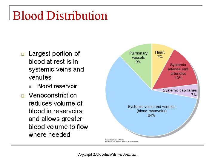 Blood Distribution q Largest portion of blood at rest is in systemic veins and