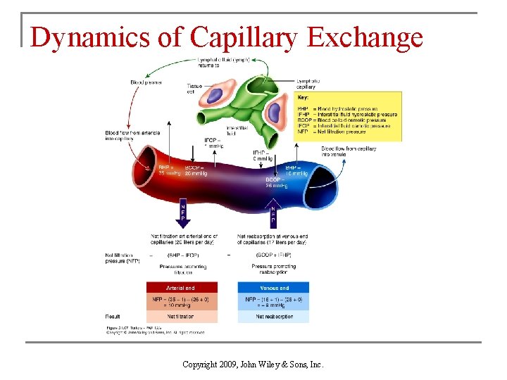 Dynamics of Capillary Exchange Copyright 2009, John Wiley & Sons, Inc. 