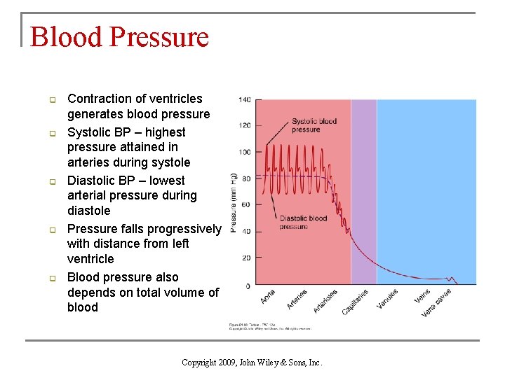 Blood Pressure q q q Contraction of ventricles generates blood pressure Systolic BP –