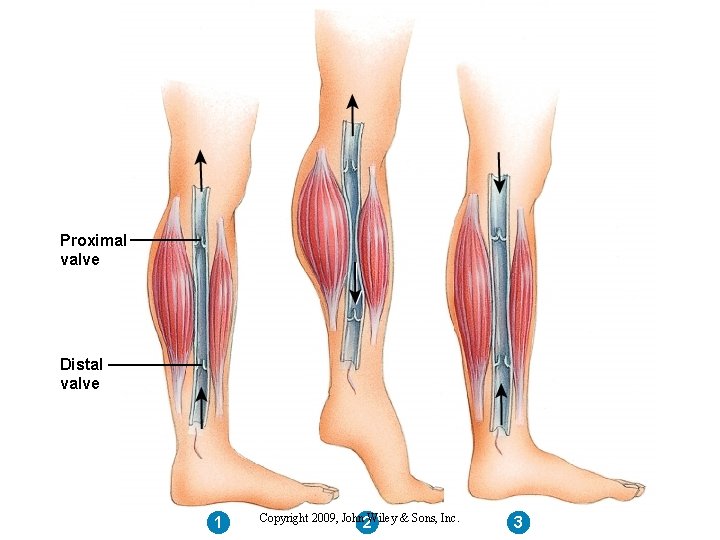 Proximal valve Distal valve 1 Copyright 2009, John Wiley & Sons, Inc. 2 3