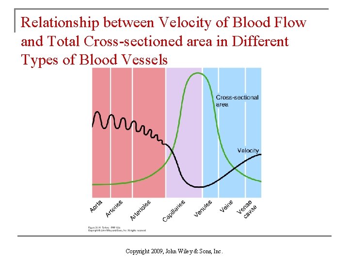 Relationship between Velocity of Blood Flow and Total Cross-sectioned area in Different Types of