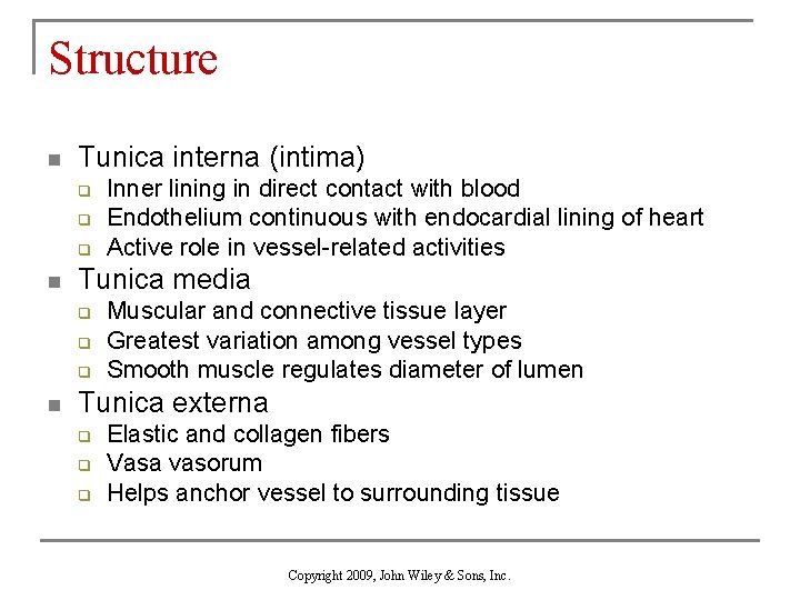 Structure n Tunica interna (intima) q q q n Tunica media q q q
