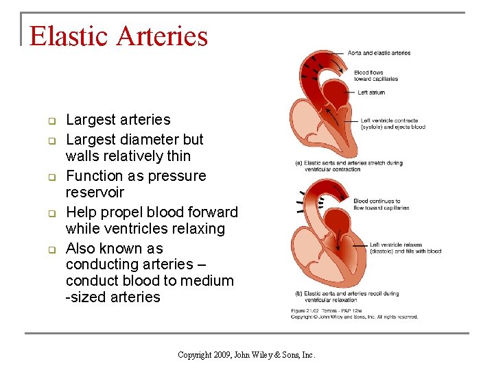 Elastic Arteries q q q Largest arteries Largest diameter but walls relatively thin Function