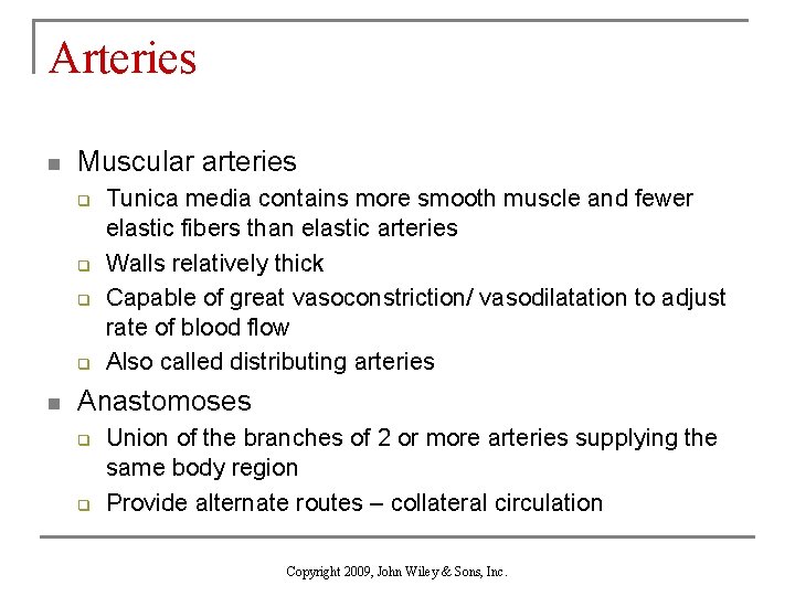 Arteries n Muscular arteries q q n Tunica media contains more smooth muscle and