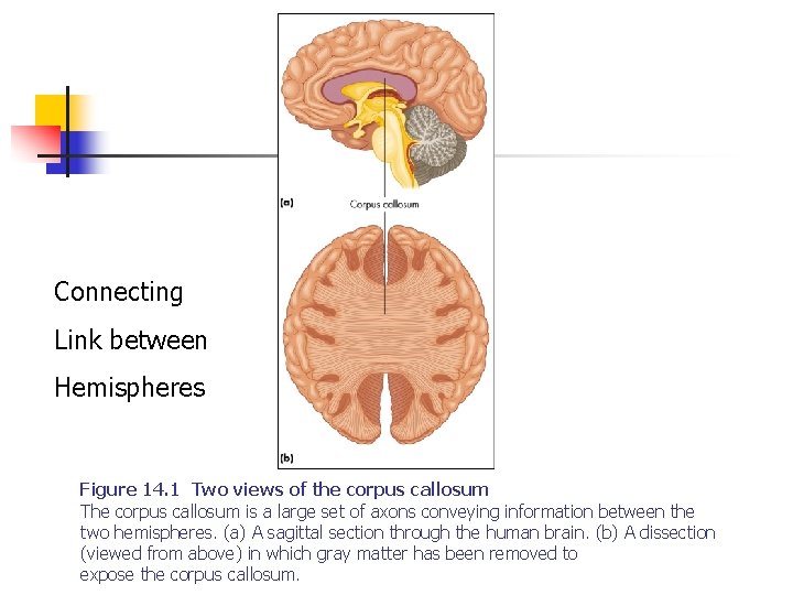 Connecting Link between Hemispheres Figure 14. 1 Two views of the corpus callosum The