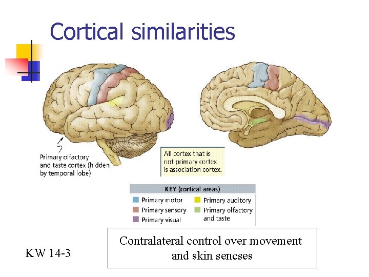 Cortical similarities KW 14 -3 Contralateral control over movement and skin sencses 