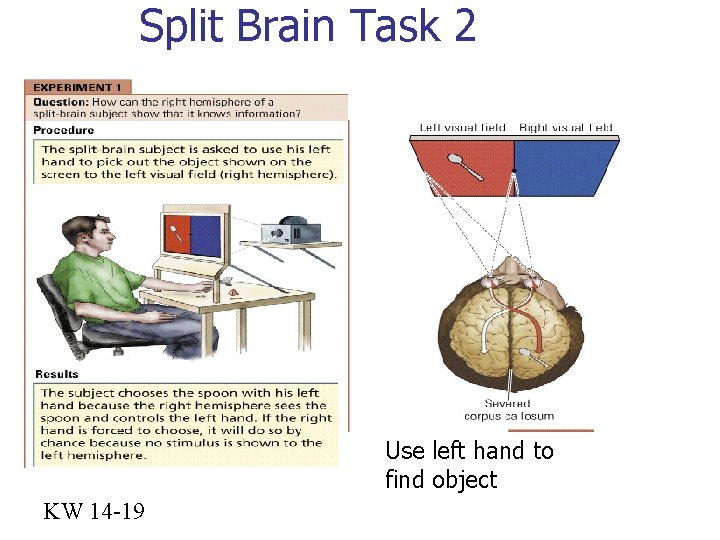 Split Brain Task 2 Use left hand to find object KW 14 -19 