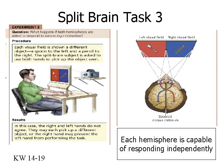 Split Brain Task 3 Each hemisphere is capable of responding independently KW 14 -19