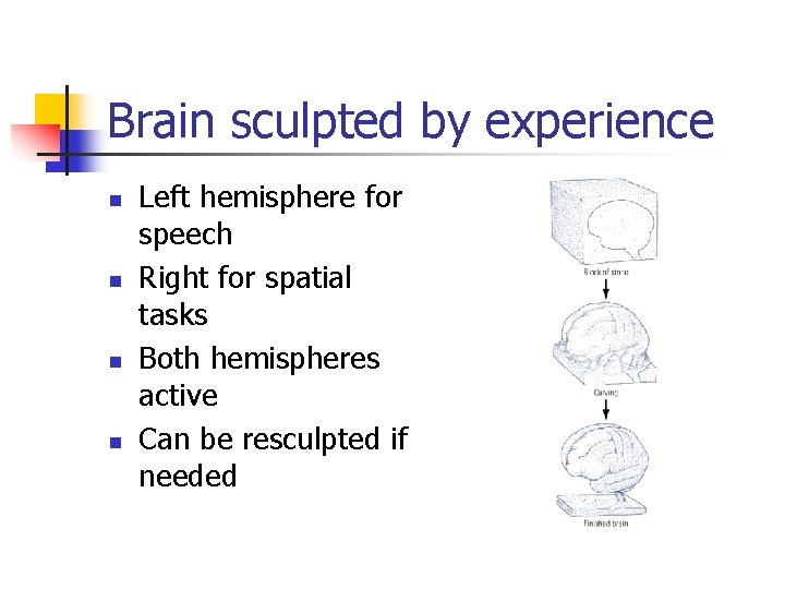 Brain sculpted by experience n n Left hemisphere for speech Right for spatial tasks