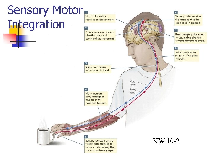 Sensory Motor Integration KW 10 -2 