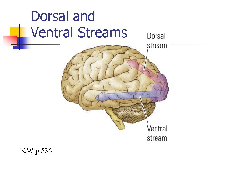 Dorsal and Ventral Streams KW p. 535 