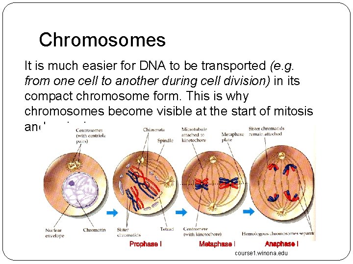 Chromosomes It is much easier for DNA to be transported (e. g. from one