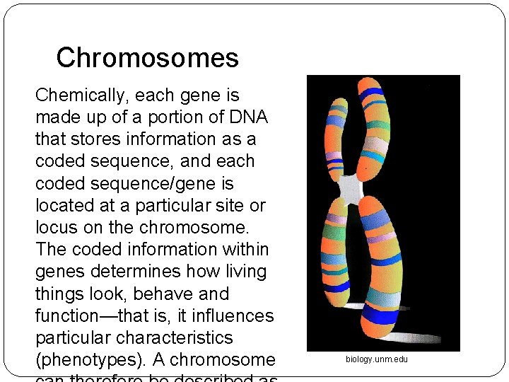 Chromosomes Chemically, each gene is made up of a portion of DNA that stores