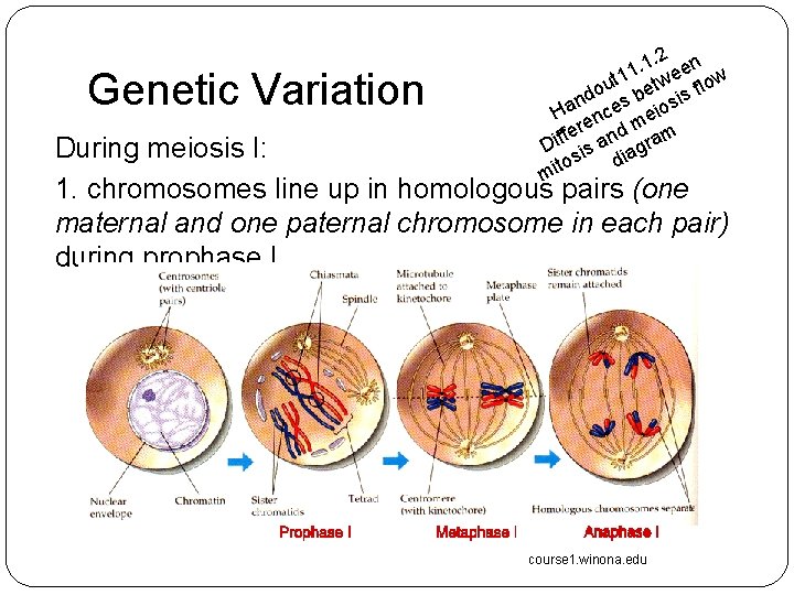 Genetic Variation 2. 1. een 1 ut 1 etw flow o nd es b