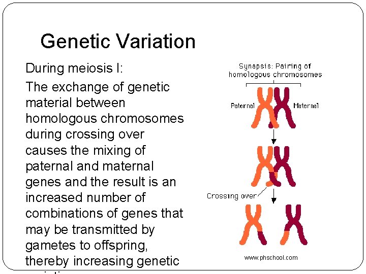 Genetic Variation During meiosis I: The exchange of genetic material between homologous chromosomes during