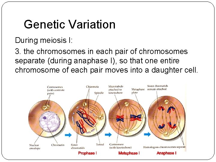 Genetic Variation During meiosis I: 3. the chromosomes in each pair of chromosomes separate