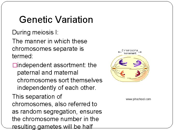 Genetic Variation During meiosis I: The manner in which these chromosomes separate is termed: