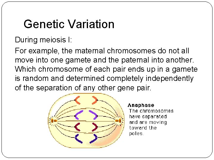 Genetic Variation During meiosis I: For example, the maternal chromosomes do not all move