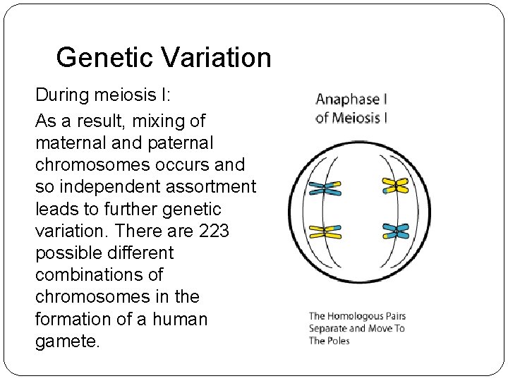 Genetic Variation During meiosis I: As a result, mixing of maternal and paternal chromosomes