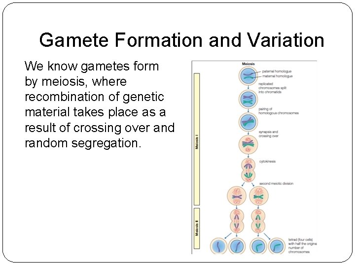 Gamete Formation and Variation We know gametes form by meiosis, where recombination of genetic