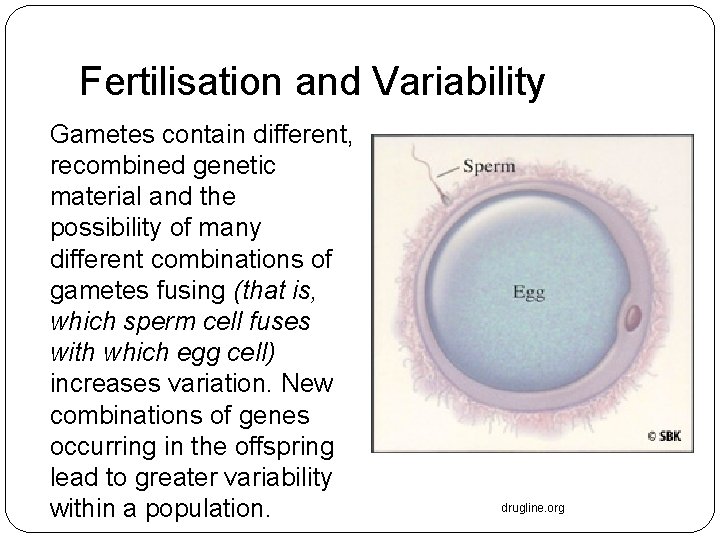 Fertilisation and Variability Gametes contain different, recombined genetic material and the possibility of many