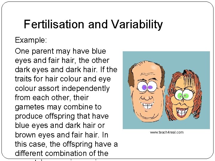 Fertilisation and Variability Example: One parent may have blue eyes and fair hair, the