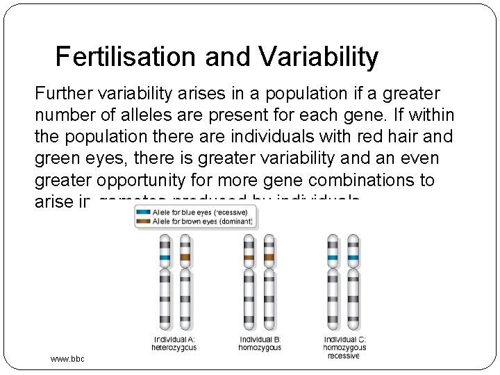 Fertilisation and Variability Further variability arises in a population if a greater number of