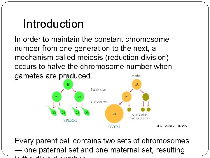 Introduction In order to maintain the constant chromosome number from one generation to the